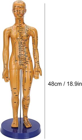 Human Body Acupuncture Model Meridians Acupuncture Model Copper Color Meridians Acupuncture Point Model for Acupuncturists, Massage Therapists(Female) in Saudi Arabia