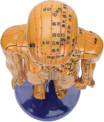 Human Body Acupuncture Model Meridians Acupuncture Model Copper Color Meridians Acupuncture Point Model for Acupuncturists, Massage Therapists(Female) in Saudi Arabia