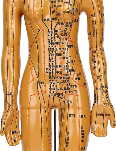 Human Body Acupuncture Model Meridians Acupuncture Model Copper Color Meridians Acupuncture Point Model for Acupuncturists, Massage Therapists(Female) in Saudi Arabia