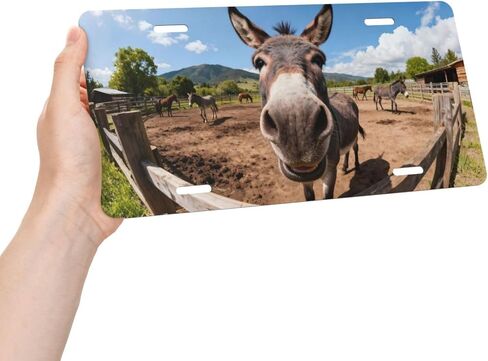 زهرة الكاردينال زهرة الثلج الأمامية لوحة ترخيص السيارة الزخرفية لوحات الترخيص الألومنيوم معدن ديكور ملحق الجدة الغرور علامة غطاء مع 4 ثقوب للرجال النساء 6 "× 12" in Kuwait