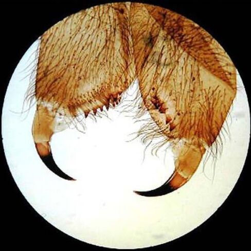 AmScope SE305R-PZ-E Digital Forward-Mounted Binocular Stereo Microscope, WF10x and WF20x Eyepieces, 10X/20X/30X/60X Magnification, 1X and 3X Objectives, Upper and Lower Halogen Lighting, Reversible Black/White Stage Plate, Pillar Stand, 120V, Includes 0.3 in Kuwait