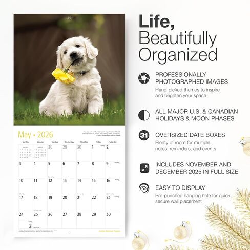 RED EMBER English Springer Spaniel Puppies 2026 Wall Calendar 12 Month | 12" x 24" Open | Thick & Sturdy Paper | Giftable | Calendar 2026 in Saudi Arabia