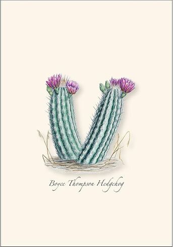 Earth Sky + Water - Cacti Notecard Set I - 8 Blank Cards with Envelopes in Saudi Arabia