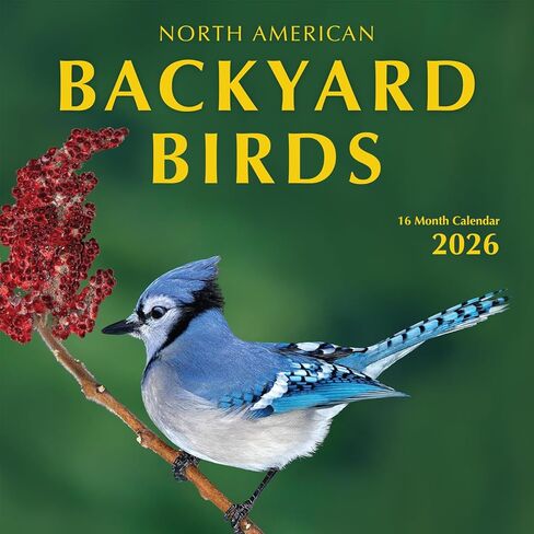 2024 Backyard Birds Hangable Wall Calendar Monthly - 12" x 24" Open - North America Beautiful Wildlife Majestic Bird Photo Gift - Forest Birds Nature Photography - Secret Santa Office Gifting for Him Her- Including Cardinal Blue Jay Oriole Sturdy Thick La in Kuwait