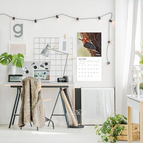 2024 Backyard Birds Hangable Wall Calendar Monthly - 12" x 24" Open - North America Beautiful Wildlife Majestic Bird Photo Gift - Forest Birds Nature Photography - Secret Santa Office Gifting for Him Her- Including Cardinal Blue Jay Oriole Sturdy Thick La in Kuwait