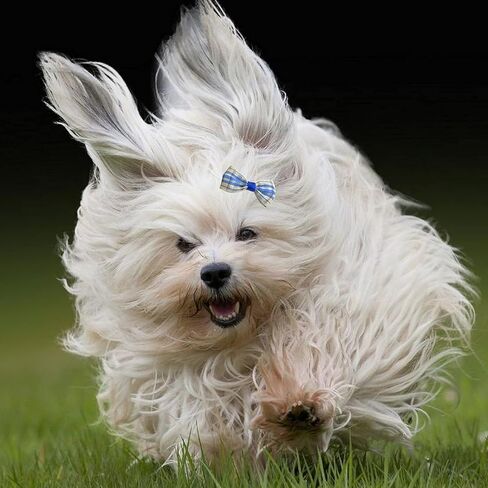 مشبك شعر للكلاب بنمط منقوش كلاسيكي من KADBLE، فيونكات شعر للقطط مع مشابك، 12 قطعة/6 أزواج in Kuwait