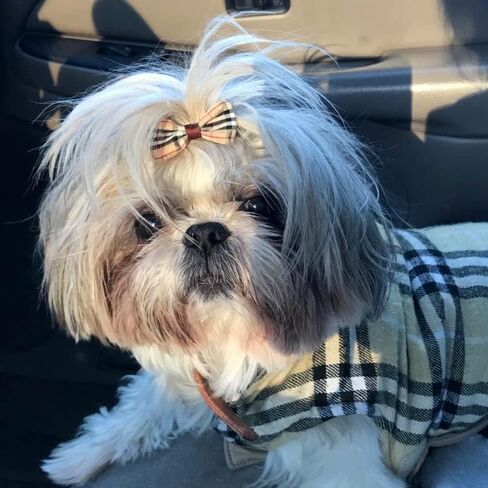 مشابك شعر الكلاب من بينسيو، أقواس شعر الحيوانات الأليفة، 6 قطع/3 أزواج من مشابك شعر الكلاب للقطط والكلاب، 100 شريط مطاطي، صندوق تخزين مشابك شعر الجرو (نقاط) in Kuwait