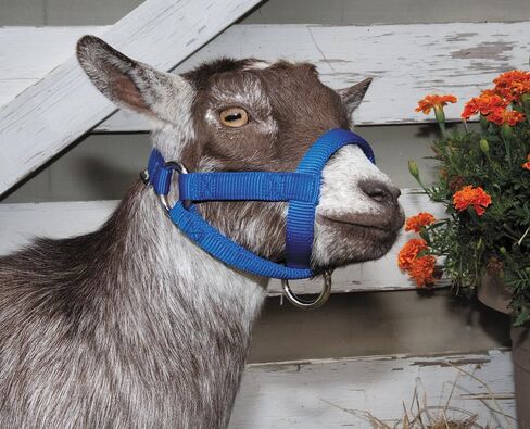 Weaver Leather Livestock Goat Halter, Blue, Small in Saudi Arabia