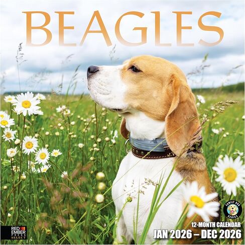 Beagles 2024 Hangable Monthly Wall Calendar by Red Ember Select Series | 12" x 24" Open | Thick & Sturdy Paper | Giftable | Cute Hunting Dog | Get Ready for Cuteness Overload in Kuwait