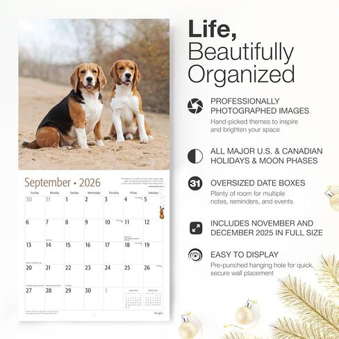 Beagles 2024 Hangable Monthly Wall Calendar by Red Ember Select Series | 12" x 24" Open | Thick & Sturdy Paper | Giftable | Cute Hunting Dog | Get Ready for Cuteness Overload in Kuwait