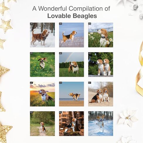 Beagles 2024 Hangable Monthly Wall Calendar by Red Ember Select Series | 12" x 24" Open | Thick & Sturdy Paper | Giftable | Cute Hunting Dog | Get Ready for Cuteness Overload in Kuwait