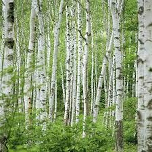 White Birch Fragrance Oil - 16 oz. - For Candle & Soap Making by Virginia Candle Supply in Saudi Arabia