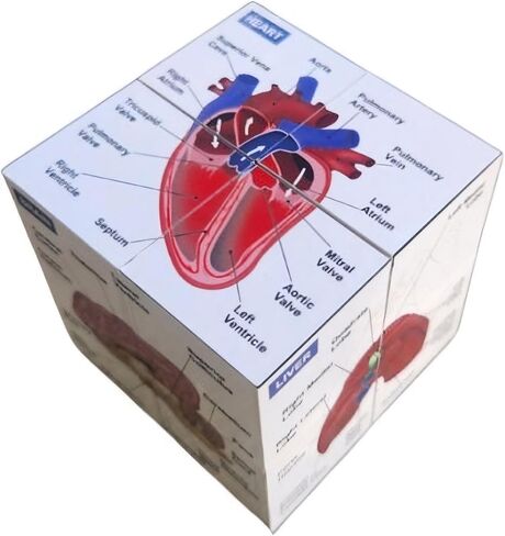 Veterinary Canine Anatomy Fidget Cube, 2.75 x 2.75 inches, 9 Organ Systems Study Aid, Educational Teaching Tool in Saudi Arabia