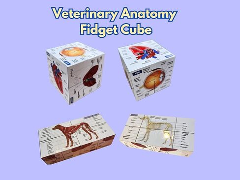 Veterinary Canine Anatomy Fidget Cube, 2.75 x 2.75 inches, 9 Organ Systems Study Aid, Educational Teaching Tool in Saudi Arabia