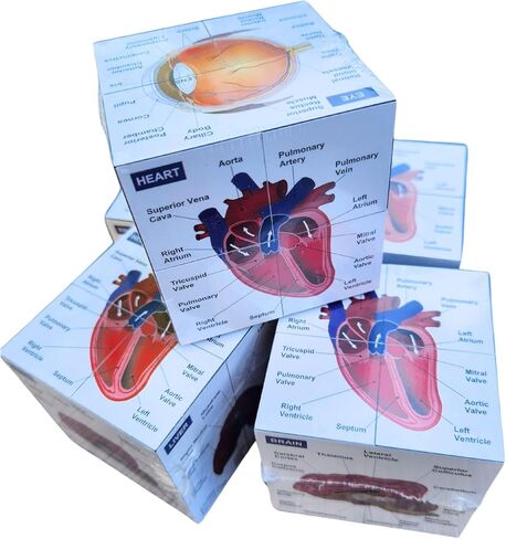 Veterinary Canine Anatomy Fidget Cube, 2.75 x 2.75 inches, 9 Organ Systems Study Aid, Educational Teaching Tool in Saudi Arabia