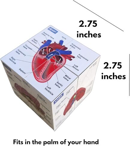 Veterinary Canine Anatomy Fidget Cube, 2.75 x 2.75 inches, 9 Organ Systems Study Aid, Educational Teaching Tool in Saudi Arabia