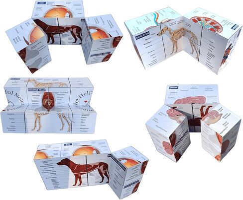 Veterinary Canine Anatomy Fidget Cube, 2.75 x 2.75 inches, 9 Organ Systems Study Aid, Educational Teaching Tool in Saudi Arabia