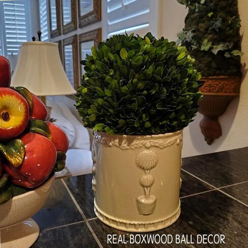 BOXWOOD VALLEY Boxwood Decorative Ball Preserved Real Boxwood Leaves Green Plants Home Decors for Christmas Thanksgiving Days Gifts Stay Fresh for Years Indoor Use Only (Small Ball, 6 inch) in Saudi Arabia