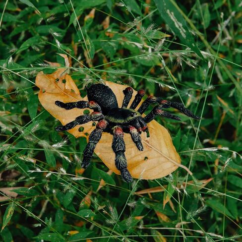 Giant Realistic Spider, Fake Spider, Spider Action Model Lifelike Insect Toy Figures, Halloween Prank Props Party Supplies in Saudi Arabia