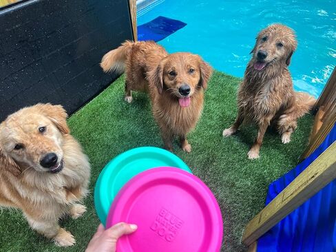 Frisbee, Floating, Waterproof, Lightweight, Durable Foam, Aerodynamic Disc for Medium and Large Breed Dogs - Frisbee for Fetch, Catch, Dock Diving, Play, 8.5" (Ocean Blue) in Saudi Arabia