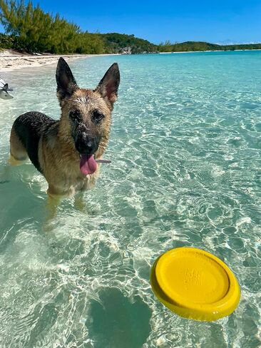 Frisbee, Floating, Waterproof, Lightweight, Durable Foam, Aerodynamic Disc for Medium and Large Breed Dogs - Frisbee for Fetch, Catch, Dock Diving, Play, 8.5" (Ocean Blue) in Saudi Arabia