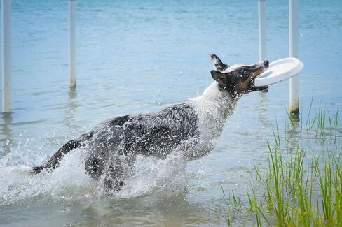 Frisbee, Floating, Waterproof, Lightweight, Durable Foam, Aerodynamic Disc for Medium and Large Breed Dogs - Frisbee for Fetch, Catch, Dock Diving, Play, 8.5" (Ocean Blue) in Saudi Arabia