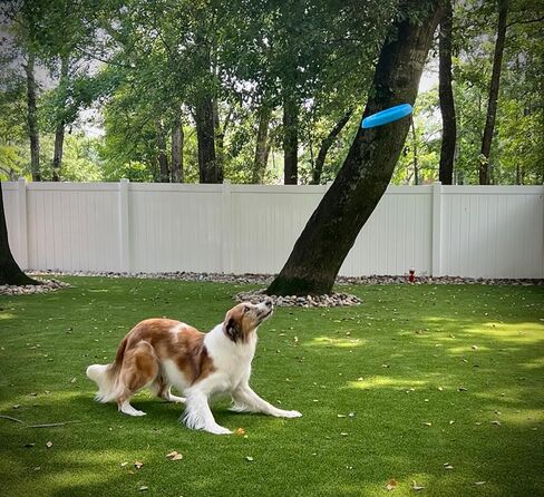 Frisbee, Floating, Waterproof, Lightweight, Durable Foam, Aerodynamic Disc for Medium and Large Breed Dogs - Frisbee for Fetch, Catch, Dock Diving, Play, 8.5" (Ocean Blue) in Saudi Arabia
