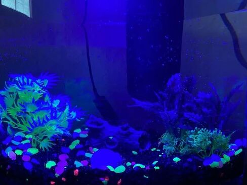100PCS Artificial Glow Pebbles for Vase and Aquarium Decoration - Long - Lasting Glow; Attractive Design, Multicolor, 50g in Saudi Arabia
