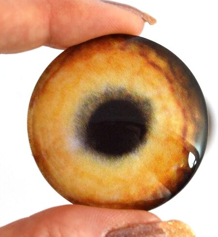 Light Brown Wolf Glass Eyes Realistic Animal Pair for Art Dolls, Sculptures, Props, Masks, Fursuits, Jewelry Making, Taxidermy, and More (16mm) in Saudi Arabia