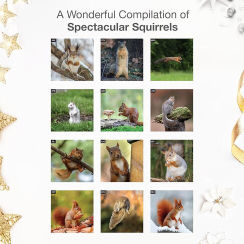 RED EMBER Raccoons 2026 Wall Calendar 12 Month | 12" x 24" Open | Thick & Sturdy Paper | Holiday Gift | Funny Animal Calendar 2026 in Saudi Arabia