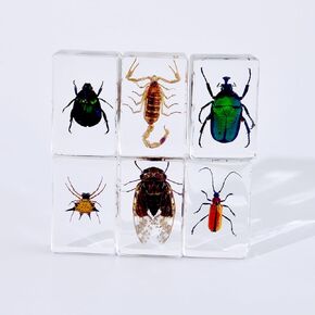 4Pcs Insect in Resin Specimen, Bug Preserved Specimen Collection Paperweights Resin Insects Various Insect Specimen for Office Office School Biology Science Teacher Education (Butterfly)