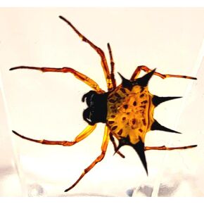 38mm Real Wolf Spider in Crystal Clear Lucite Resin Specimen Preserved Arachnoids Taxidermy Crafts Collection for Biology Science Education & Desk Ornament Display Supplies