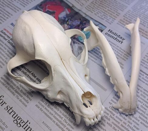 جمجمة الكلب التحنيط لوازم الفن العظام الطب البيطري 1:1 عينة تعليمية علمية جمجمة حقيقية in Kuwait