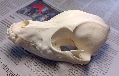 جمجمة الكلب التحنيط لوازم الفن العظام الطب البيطري 1:1 عينة تعليمية علمية جمجمة حقيقية in Kuwait