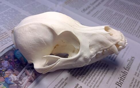 جمجمة الكلب التحنيط لوازم الفن العظام الطب البيطري 1:1 عينة تعليمية علمية جمجمة حقيقية in Kuwait