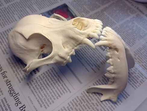 جمجمة الكلب التحنيط لوازم الفن العظام الطب البيطري 1:1 عينة تعليمية علمية جمجمة حقيقية in Kuwait