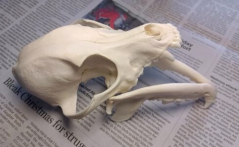 جمجمة الكلب التحنيط لوازم الفن العظام الطب البيطري 1:1 عينة تعليمية علمية جمجمة حقيقية in Kuwait