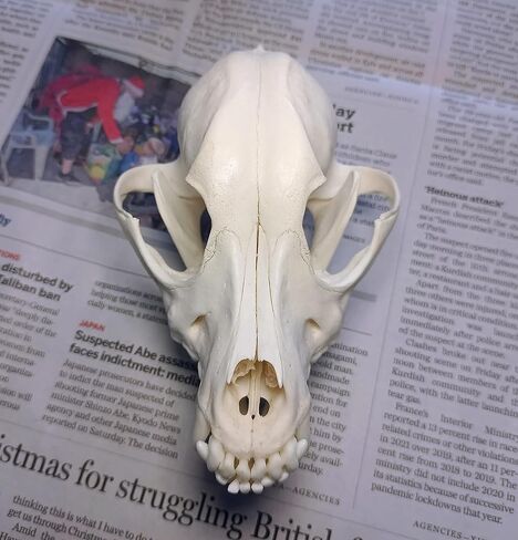 جمجمة الكلب التحنيط لوازم الفن العظام الطب البيطري 1:1 عينة تعليمية علمية جمجمة حقيقية in Kuwait