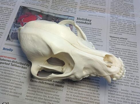 جمجمة الكلب التحنيط لوازم الفن العظام الطب البيطري 1:1 عينة تعليمية علمية جمجمة حقيقية in Kuwait