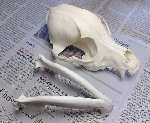 جمجمة الكلب التحنيط لوازم الفن العظام الطب البيطري 1:1 عينة تعليمية علمية جمجمة حقيقية in Kuwait