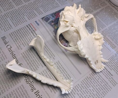 جمجمة الكلب التحنيط لوازم الفن العظام الطب البيطري 1:1 عينة تعليمية علمية جمجمة حقيقية in Kuwait