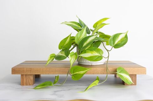 حامل قاعدة خشب | لوح بقاعدة مستطيلة كبيرة بطول 19.5 سم × عرض 9.8 سم | لوح رفع من خشب السنط المرتفع لعرض عناصر ديكور المنزل | حامل عرض للنباتات الصناعية in Kuwait