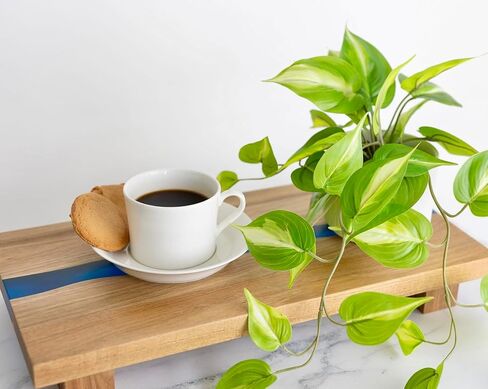 حامل قاعدة خشب | لوح بقاعدة مستطيلة كبيرة بطول 19.5 سم × عرض 9.8 سم | لوح رفع من خشب السنط المرتفع لعرض عناصر ديكور المنزل | حامل عرض للنباتات الصناعية in Kuwait