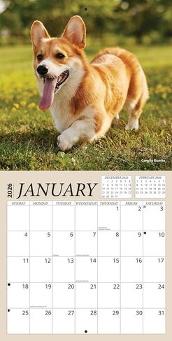 تقويم Golden Retriever 2026 - حزمة تقويم حائط Golden Retriever الفاخرة لعام 2026 مع أكثر من 100 ملصق تذكير بالتقويم (هدايا تحت عنوان الكلاب، مستلزمات مكتبية) | صنع في الولايات المتحدة الأمريكية in Saudi Arabia