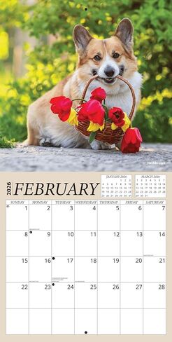 تقويم Golden Retriever 2026 - حزمة تقويم حائط Golden Retriever الفاخرة لعام 2026 مع أكثر من 100 ملصق تذكير بالتقويم (هدايا تحت عنوان الكلاب، مستلزمات مكتبية) | صنع في الولايات المتحدة الأمريكية in Saudi Arabia