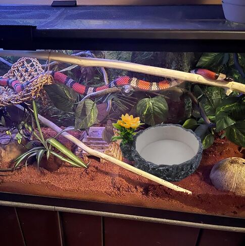 MUYG Reptile Water Bowl Food Dish Resin Rock Reptile Feeder Tortoise Food and Water Feeding Plate Amphibian Drinking Basin Reptile Habitat Tank Accessories for Turtle Lizard Leopard Gecko Chameleon in Saudi Arabia
