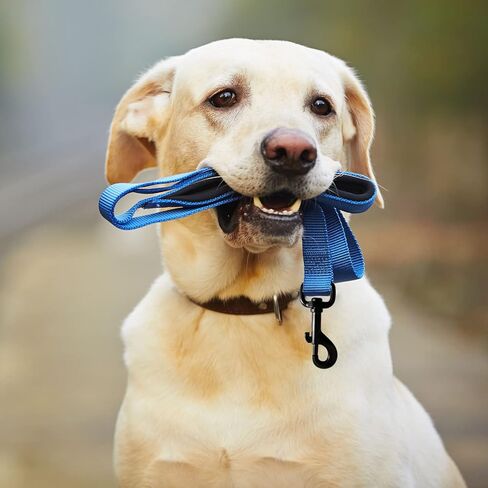 4 قطع دوارة العين بولت المفاجئة السنانير الثقيلة الكلب المقود كليب الكلب المقود يستقر السنانير الزناد كليب المشابك لمقاود الكلب، حقائب الظهر، الأشرطة، يسخر in Kuwait