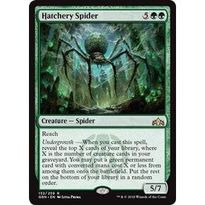 Hatchery Spider in Saudi Arabia