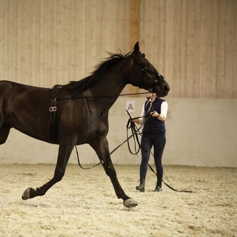 HORZE Nylon Lunging Cavesson - Black - Horse in Kuwait