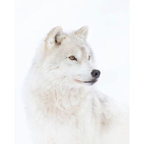 Posterazzi PDX1803282SMALL Artwork, Medium, Multi